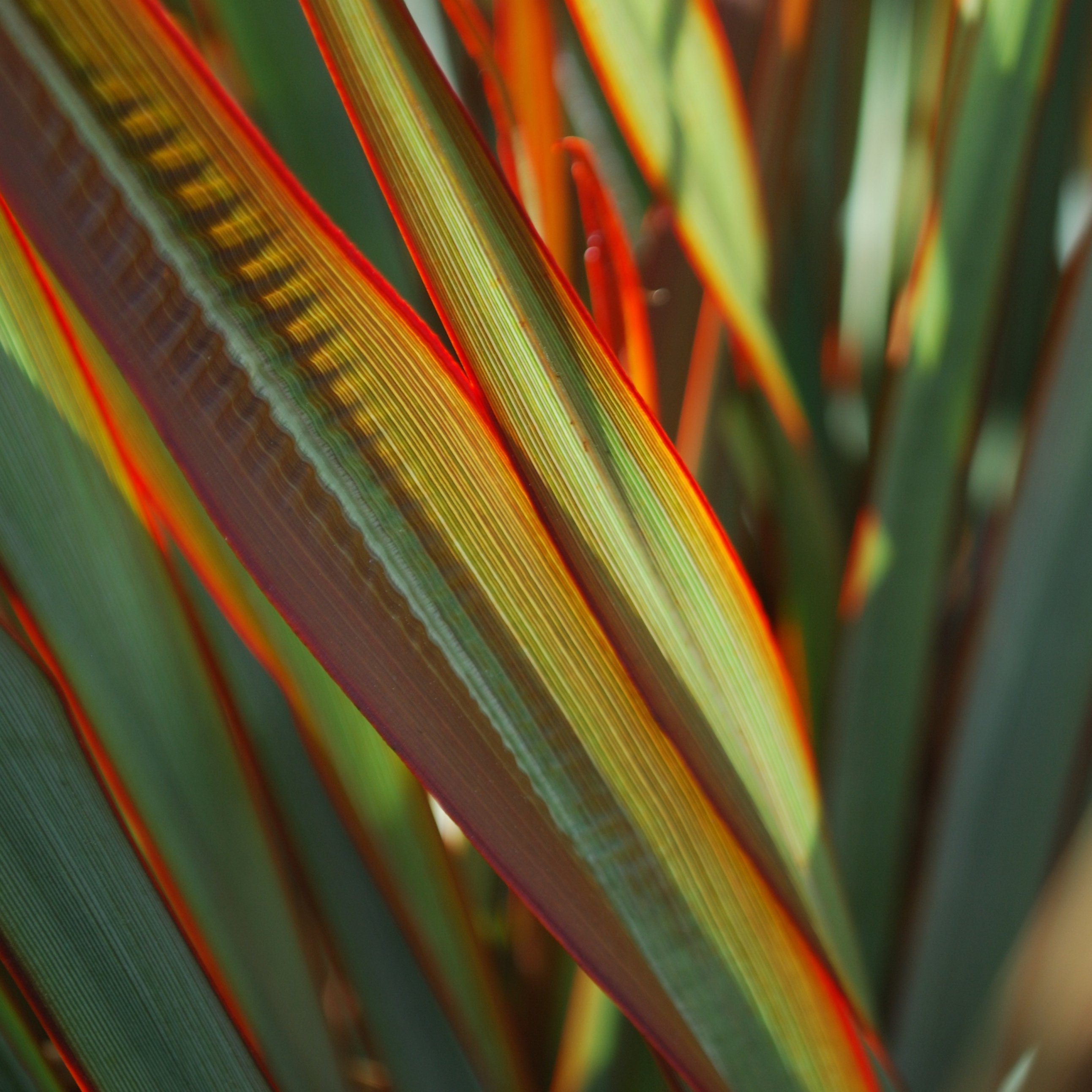 Maori Queen Flax (Harakeke)